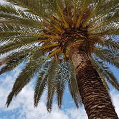 Palm Tree Pruning Image
