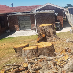 Tree Felling Image