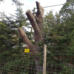Tree Felling Image
